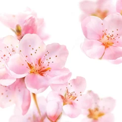 Kneipp Badolie Soft Skin AmandelbloesemDe heerlijk geurende ® Badolie Soft Skin, biedt je huid de optimale combinatie van actieve bescherming en voelbare verzorging. Met 94% zuivere amandelolie zorgt de badolie voor het behoud van de natuurlijke huidbarrière en voelt de huid weer zacht en soepel aan.Dermatologisch getestNiet parfumvrijPH NeutraalProefdiervrijVeganGeschikt voor de droge en/of gevoelige huid Gevarenaanduidingen Ontvlambaar Milieugevaarlijk Zeer licht ontvlambaar gas. Zeer licht ontvlambare aerosol. Zeer licht ontvlambare vloeistof en damp. Licht ontvlambare vloeistof en damp. Ontvlambare vaste stof. Ontvlambare aerosol. Ontvlambare vloeistof en damp. Zeer giftig voor in het water levende organismen. Zeer giftig voor in het water levende organismen, met langdurige gevolgen. Giftig voor in het water levende organismen, met langdurige gevolgen. Aanvullende informatie Hoe te gebruiken?Schroefdopje 1 keer vullen en badolie toevoegen aan het water (36-38ºC). Duur van het bad: 15-20 min. Dopje omspoelen.Cosmeticaproduct. Niet voor inwendig gebruik. Buiten het bereik van kinderen houden. Waarschuwing: Bad na het baden reinigen (voorkomt uitglijden). Restanten van de badolie verwijderen met warm water en vetoplossend schoonmaakmiddel. Ingrediënten Prunus Amygdalus Dulcis (Sweet Almond) Oil, Parfum (Fragrance), Benzyl Benzoate,PEG-40 Sorbitan Peroleate, Prunus Amygdalus Dulcis (Sweet Almond) Flower Extract, Amyris Balsamifera Bark Oil, Pogostemon Cablin Oil, Bulnesia Sarmientoi Extract (Guaiacwood Oil), Limonene, Linalool, Coumarin, Alpha-Isomethyl Ionone, Geraniol, Citral, Cinnamyl Alcohol, Citronellol, Helianthus Annuus Hybrid Oil, Tocopherol. Fabrikant informatie Merk: Ean: 4008233035185 Artikel: 1000-780 Fabrikant gegevens: Adres: Vliegend Hertlaan 49 3526 KT Utrecht Nederland Contactgegevens: Tel: 030 281 3300 Email: [email protected] Website: https://www..com Reviews Schrijf jouw review Hoe controleren en plaatsen wij reviews? Plein plaatst enkel reviews van klanten en personen die het product daadwerkelijk gebruikt hebben, ook wanneer deze negatief of neutraal is. Voordat de review geplaatst wordt controleren we handmatig of deze écht is en voldoet aan onze reviewvoorwaarden. Wanneer het product op Plein gekocht is vermelden we dat bij de review. Plein betaalt niet voor reviews, wanneer een reviewer door een andere partij is vergoed staat dit erbij vermeld. Door Elien op 1 september 2022 | Heeft dit product gekocht Deze review is geschreven bij product Badolie Soft Skin Amandelbloesem 100 ml Verrukkelijke badolie met heerlijke geur en lekkere olie geen Super lekkere badolie Oorspronkelijk geplaatst op plein.nl Door Lydia Maria op 13 mei 2020 | Heeft dit product gekocht Deze review is geschreven bij product Badolie New Energy Rozemarijn 100 ml Zalig badmoment met deze olie Lekker genieten Heerlijke geur Super zacht en voedend voor de huid Mag ietsje beterkoop daar je in verhouding meer verbruikt dan badcreme of badschuim Heerlijk relaxen en tegelijk je huid laten verwennen met deze badolie van Oorspronkelijk geplaatst op plein.nl Door Morvenna op 17 december 2014 | Heeft dit product gekocht Deze review is geschreven bij product Badolie Relaxing Lavendel 100 ml Lekkere badolie, vooral in de winter als het koud is, kan je heerlijk ontspannen. Al een paar jaar mijn favoriet. Oorspronkelijk geplaatst op plein.nl Door Els op 11 december 2014 | Heeft dit product gekocht Deze review is geschreven bij product Badolie Refreshing Eucalyptus 100 ml Heerlijk na een week drukte Frisse geur Lichaam en geest komen tot rust erg lekkere badolie. Als ik het een weekje druk gehad heb kan ik altijd heerlijk relaxen door de frisse geur. Echt een aanrader Oorspronkelijk geplaatst op plein.nl Bekijk alle reviews 6x Badolie Soft Skin Amandelbloesem 100 ml