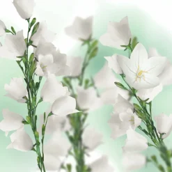 Kneipp Bodylotion Patchouli 200 ml