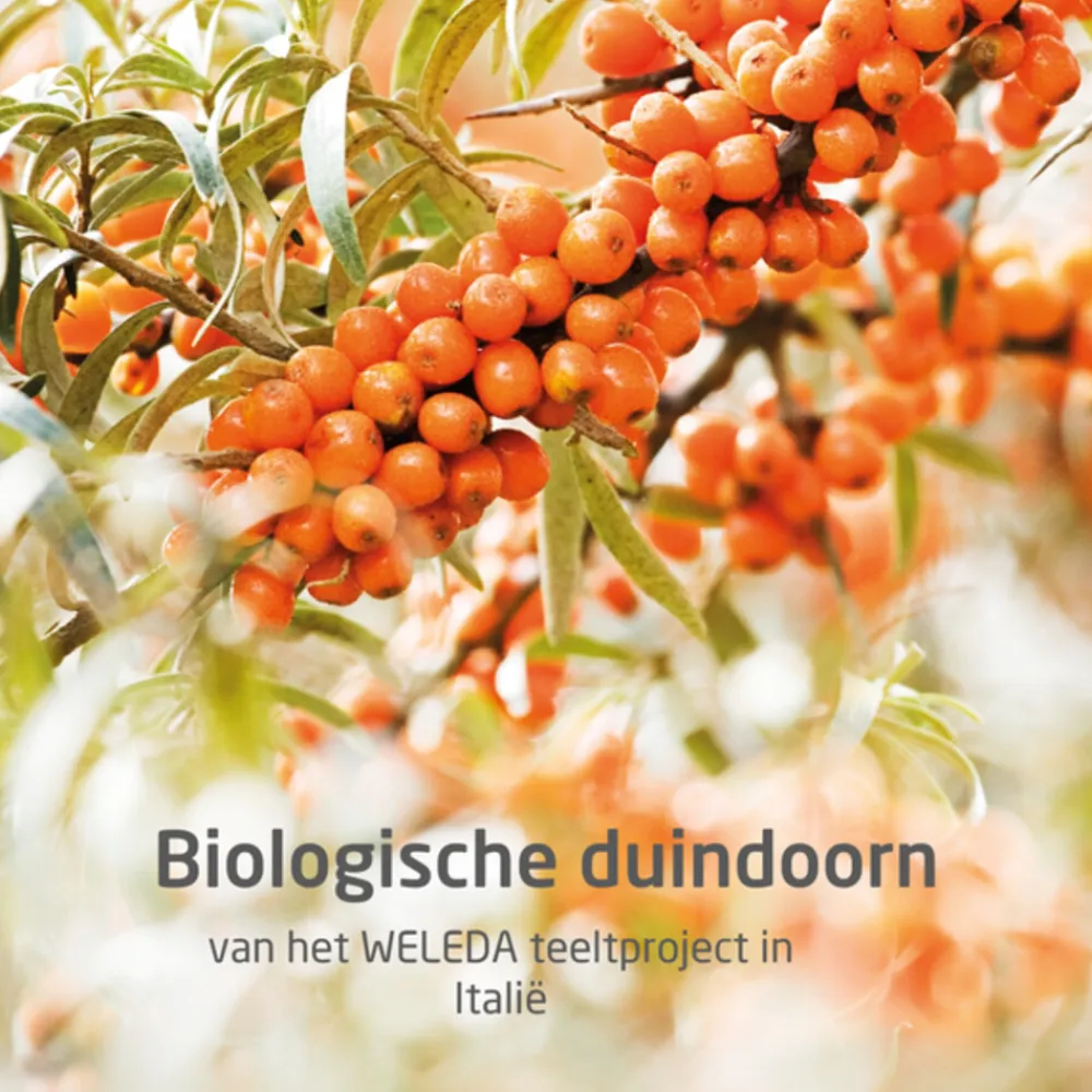WELEDA 24h Roll-On Deodorant Duindoorn 50 ml