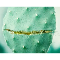 WELEDA Hydraterende Gezichtscreme Cactus & Aloe Vera 30 ml